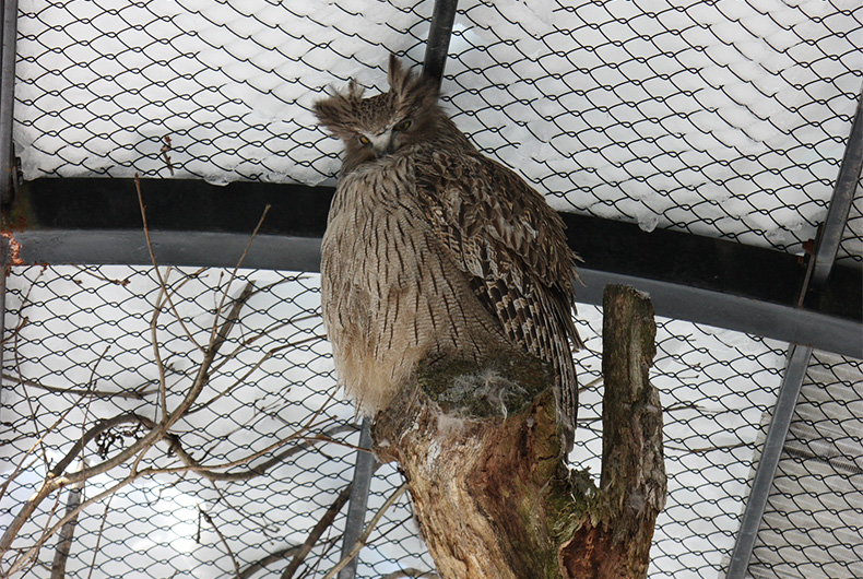 The rare wildlife of Eastern Hokkaido