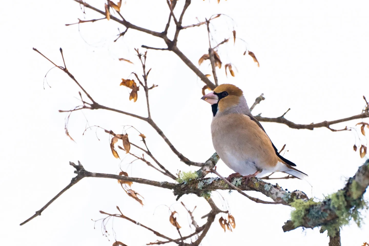 Hawfinch (found in winter) (this photo was taken in January)