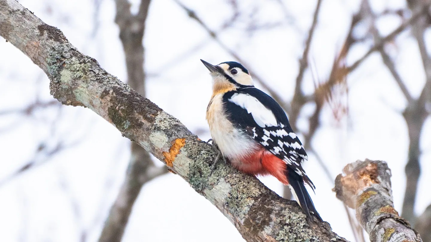 Great spotted woodpecker (found throughout the year) (this photo was taken in January)