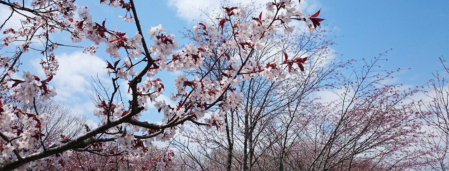 Head out to view Kushiro’s cherry blossoms, the final bloom in all of Japan!