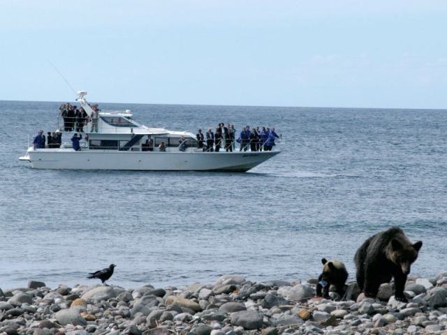 Go by sea to see the true spirit of Shiretoko! Watch brown bears from a sightseeing cruise