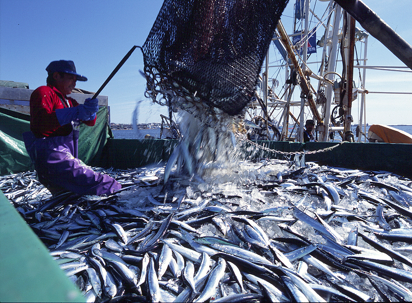 Bounty of the sea! Kingdom of irresistibly fresh seafood