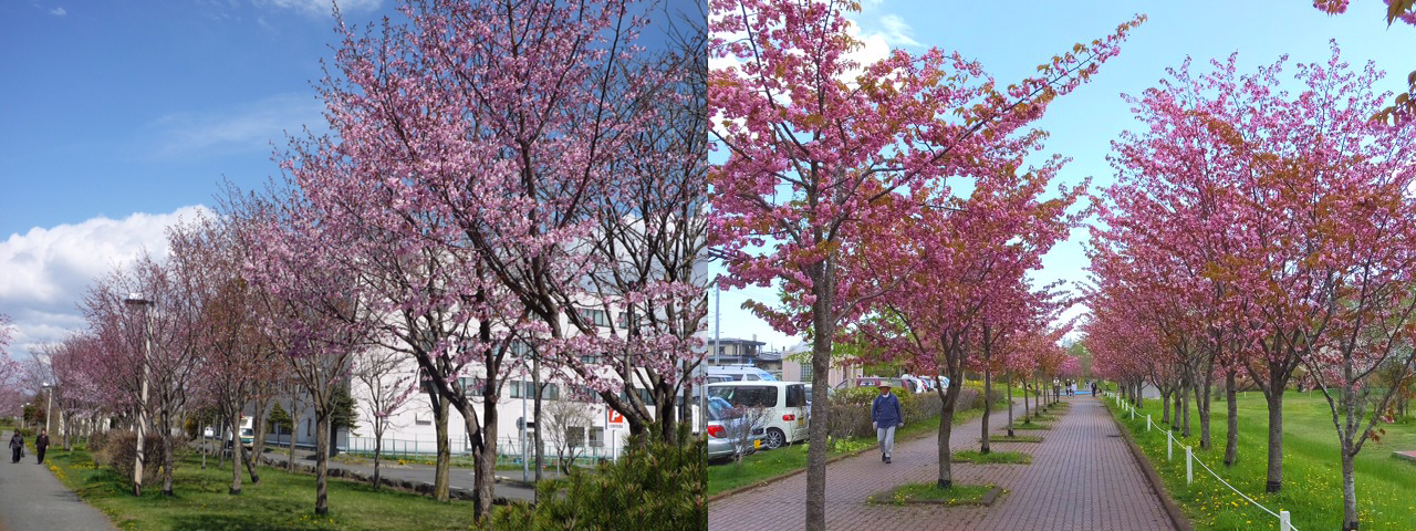 Yanagimachi Park