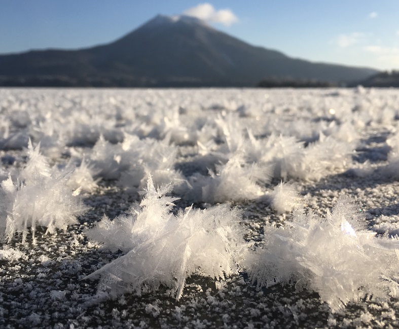 Frost flowers blooming in the mid-winter