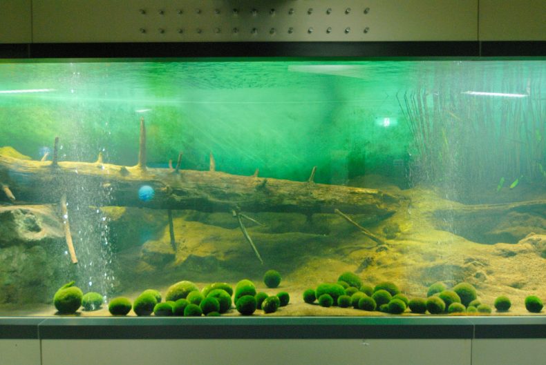 Marimo Exhibition and Observation Center