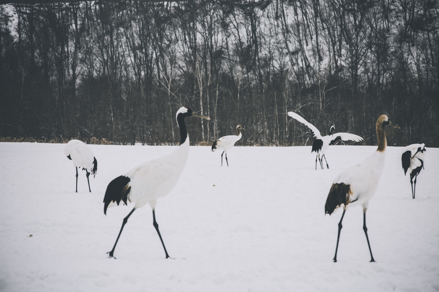 6. Tancho, red-crowned cranes