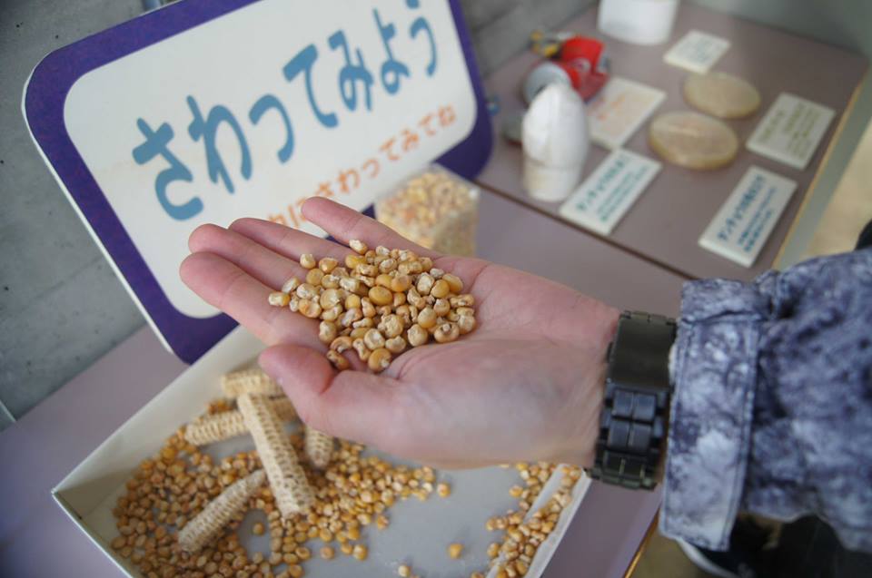 In the Kushiro region, feeding is limited to the winter.